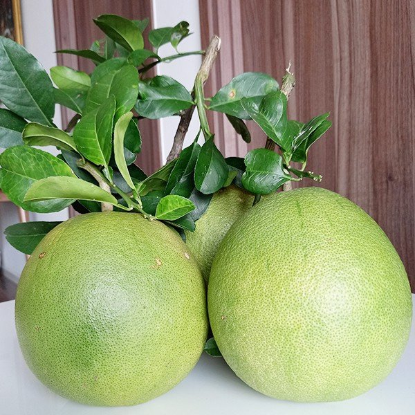 Hợp Tác Xã Bưởi Da Xanh Giồng Trôm