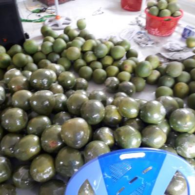 Hợp Tác Xã Bưởi Da Xanh Giồng Trôm